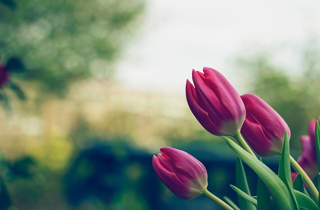 Tulipanløg: Find de bedste sorter til at tilføje farve og glæde til din have