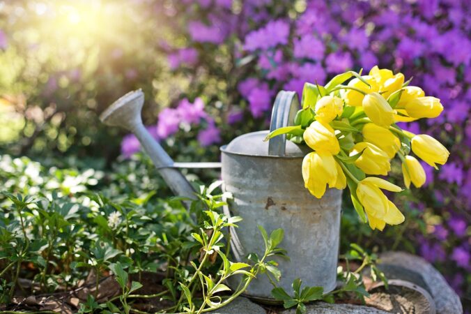 Vanding som en pro: Gør dine planter glade og sunde med den rette vandteknik